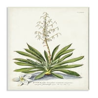 Stupell Industries botanička biljka ilustracija Ferns Vintage Crteži za dizajn Umjetnost Umjetnička umjetnost, 10x15