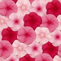Sjeme za cvjetni vrt u Mumbaiju-serija mumbo-Bordo Halo-sjeme-Sjeme za godišnje cvjećarstvo