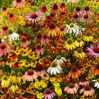 Mješovita cvjetna lukovica, korijen privlači pčele, leptire, Kolibriće, oprašivače, jednostavan za uzgoj i njegu, mirisan