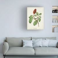 John James Audubon 'Bonapartes Flycatcher' Canvas Art