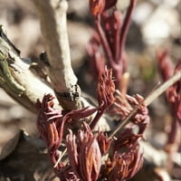Van Sieverden peonies biljni korijeni Sarah Bernhardt ružičaste trajnice otporne na djelomično sunce, otporne na jelene.