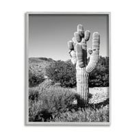 Studell Destries Debeli pustinjski kaktus crne bijele fotografije Canyon Canyon, 20, dizajn Bill Carson Photography